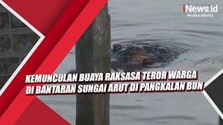 Kemunculan Buaya Raksasa Teror Warga di Bantaran Sungai Arut di Pangkalan Bun