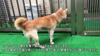 20241226　ダックペットサービス　朝のわんこ達