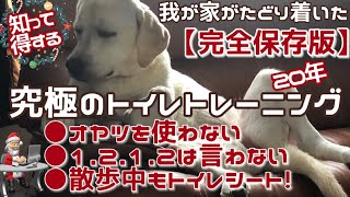 知って得する【完全保存版】犬トイレトレーニング 我が家がたどり着いた20年究極の方法！飼い方 オヤツ 1.2.1.2 散歩トイレシート ルーティンVlog 可愛いラブラドールレトリバーパピー🦮 ラム