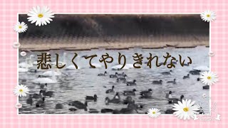 白鳥を観ながら歌ってみたよ🎶悲しくてやりきれない