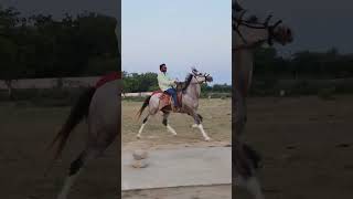 Sabja🔥 Sindhi horse running #horseracing #horsepower #horseriding #sindhi #race #bhadri #rewal