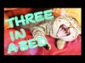 World_Cats 3 IN A BED -DARTSLIVE2 AWARD MOVIE