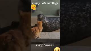 Funniest Animals 2023 😂 Funniest Cats and Dogs 😺🐶 Part 2 | Pets Global