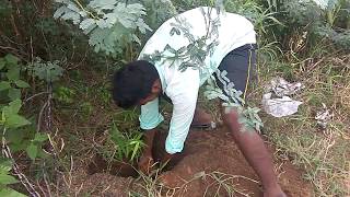 மரம் வளர்ப்போம் மழை நீர் சேகரிப்போம் கிராமப்புறங்களில் மரங்களை நட்டு அசத்திய இளைஞர்