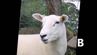 B - Stockjudging - Pair of Registered Lleyn Shearling ewes