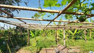 farm life Cambodia: pumkin grow longer with many fruits