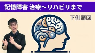 【☑︎記憶障害 治療】下側頭回 機能 リハビリ/聴覚失認/視覚失認/腹側経路what経路/側頭葉【第13回】