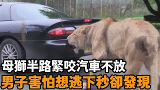 母獅半路緊咬汽車不放，男子害怕想逃，下秒卻發現母獅竟向他流淚下跪...