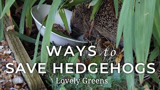 Ways to Save Hedgehogs