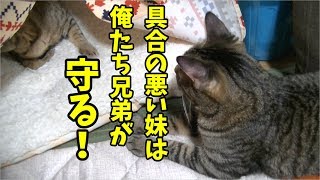 【病院前夜】順番に具合の悪い妹猫を見守る兄弟猫たち Brothers and cats who are sick and watch over their sister cats.