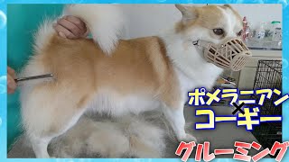 【トリミング】５倍速でわかる！MiX(ポメラニアン×コーギー)のグルーミング【５２時間目】　|　 (5Xspeed)Grooming for Mongrel dog