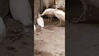 White peacock brids amazing show 😱😱❤️❤️ #shorts #birds #peacock