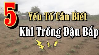 5 yếu tố cần biết khi trồng ĐẬU BẮP cho người mới bắt đầu 🍀