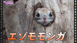 エゾモモンガ　Flying squirrel