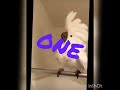 Cockatoo Head banging to Slipknot.#shorts