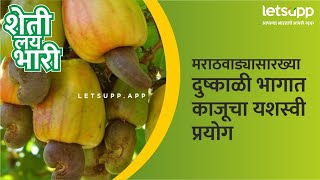 Agriculture Success Story : मराठवाड्यासारख्या दुष्काळी भागात काजूचा यशस्वी प्रयोग | LetsUpp Marathi