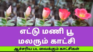 Pink portulaca flower | எட்டு மணி பூ - Nanjil Views