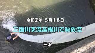 20 5 18　三面川支流高根川　鮎　放流