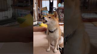 抜くなとうったえる柴犬 #柴犬 #換毛期 #犬 #dog