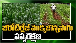 జీరోటిల్లేజ్ మొక్కజొన్నసాగు సస్యరక్షణ | Cultivation Techniques Of Maize Crop | Matti Manishi | 10TV