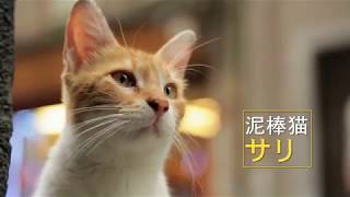 『猫が教えてくれたこと』 予告編