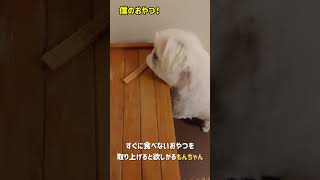 すぐに食べないおやつを棚に乗せると欲しがるもんちゃん#ペキニーズ #dog #short