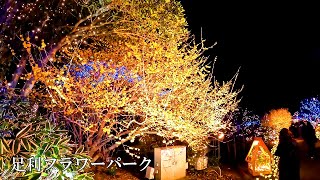 【あしかがフラワーパークを散策】【4K】Walking around Ashikaga Flower Park , Ume plum trees are lit up at night.