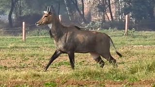 Nilgai kyon apne AAP ko kamjor samjhte hain