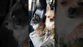 お留守番チワワ【うちのわんこ】 #チワワ  #犬  #chihuahua #shorts