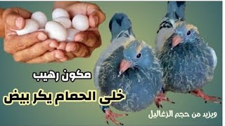 مكون رهيب خلى الحمام كله يبيض ومش هتلاحق زغاليل بوزن كبير