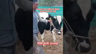 गाय विक्री साठी उपलब्ध #bailgada #cow #farming #animals #bull #nad #youtube #viralvideo #trending