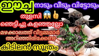 മഴക്കാലത്ത് വീട്ടമ്മമാർക്ക് ഈച്ചയെ പമ്പകടത്താം| തുളസി ഞെട്ടിച്ചു|how to get rid of House flies