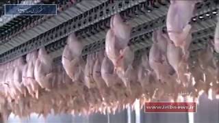 Iran Industrial Chicken Slaughterhouse, Ardabil county كشتارگاه مرغ شهرستان اردبيل ايران