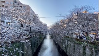 【4K】東京・目黒川の桜を歩く【2020】