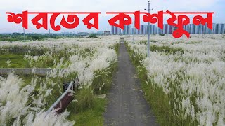 শরতের কাশফুল।দিয়াবাড়ি উত্তরা থার্ড ফেজ।Kashful of Autumn।