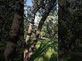 An apple garden #applegarden #naturelovers #fruitsgarden #moscowtravel #garden #nature