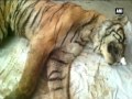 ranthambore loses its legendary tigress machhli ani news