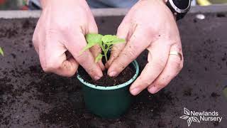 EP48 - How to care and pot on your Chilli Seedlings - #5MINUTEFRIDAY