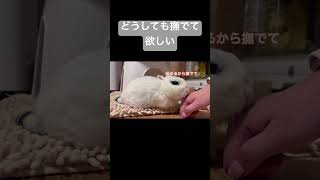 どうしても撫でて欲しいうさぎ　#うさぎ #shorts #animalshorts #rabbit #bunny