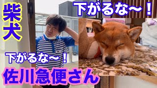 【柴犬】佐川急便さん「下がるな〜下がるな〜！」