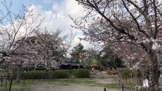 円山公園の桜広場は花見したくなる【オンライン京都旅行】2021年3月26日