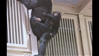 チンパンジー 双子の赤ちゃん177 Chimpanzee twin baby