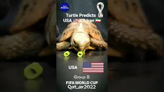 Turtle Predicts USA 🇺🇲 VS Iran 🇮🇷 🤯🐢 #shorts