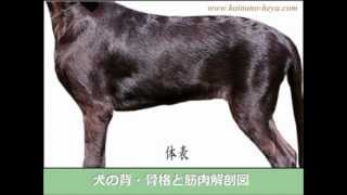 犬の背・骨格と筋肉解剖図