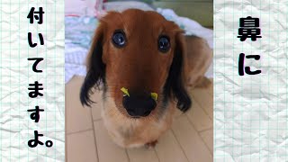 ヨーグルトが好きすぎる犬【ダックスフント】【犬】【可愛い】