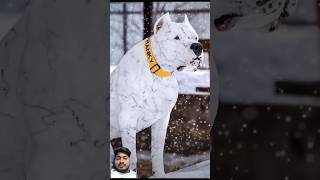 Pitbull vs dogo argentino  #dogoargentino #doglover #dogoargentinopuppies #pitbullvs #americanbully