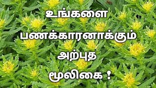 இந்த மூலிகை கிடைச்சா விட்ராதிங்க ! இலஷ்மி குபரே சஞ்சீவி மூலிகை ! | Aanmeegam tips in tamil |