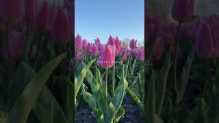 Tulip garden kashmir tulip flower bed colourful tulips home grown from land of Kashmir #coralpista