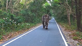 elephant atttack chilapata forest | chilapata  jeep safari 2022 | Elephant attack Safari Jeep 2022