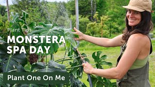 MONSTERA DELICIOSA Spa Day — Ep. 379